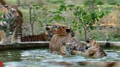 मुख्यमंत्री डॉ. यादव की उपस्थिति में वन्यजीवों के पुर्नवास के लिए हुआ एमओयू मुख्यमंत्री डॉ. यादव की उपस्थिति में वन्यजीवों के पुर्नवास के लिए हुआ एमओयू