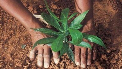 शहरी क्षेत्र में वीमेन फॉर ट्रीज अभियान में 7 हजार स्व सहायता समूहों का योगदान, अब तक हुआ ढ़ाई लाख पौधरोपण शहरी क्षेत्र में वीमेन फॉर ट्रीज अभियान में 7 हजार स्व सहायता समूहों का योगदान, अब तक हुआ ढ़ाई लाख पौधरोपण