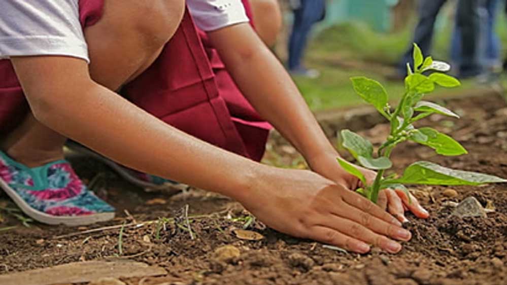 प्रदेश के शासकीय विद्यालयों में 9 लाख 90 हजार पौध रोपण