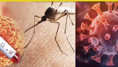 एमपी में खतरनाक वायरस की वापसी, डिंडोरी में बच्चे की मौत से मचा हड़कंप एमपी में खतरनाक वायरस की वापसी, डिंडोरी में बच्चे की मौत से मचा हड़कंप