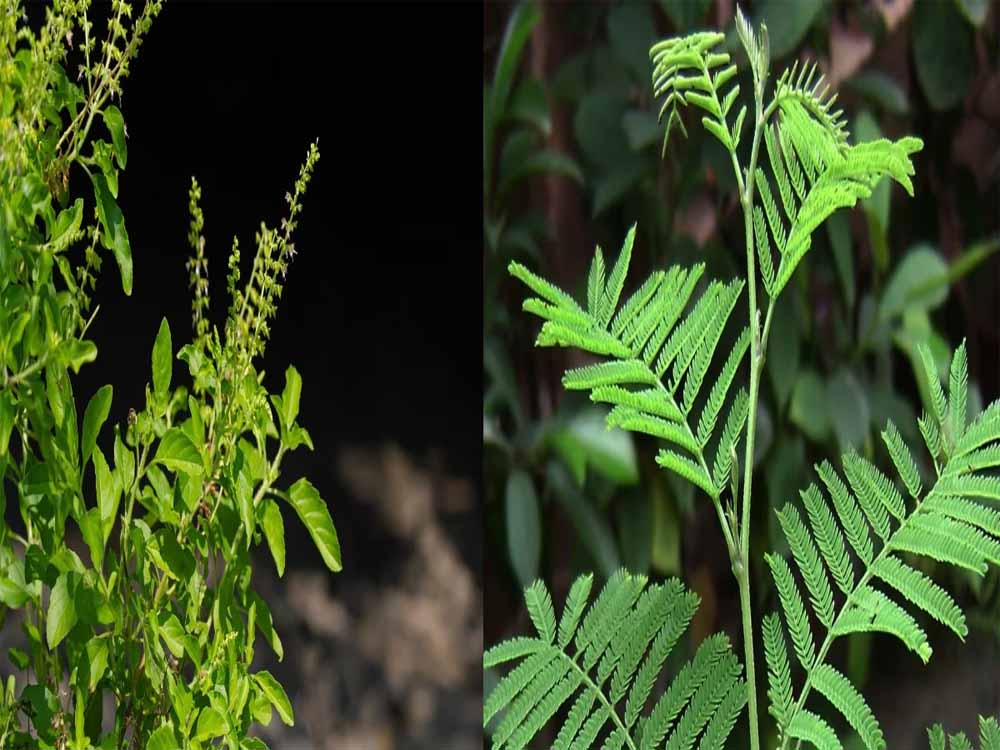 तुलसी-शमी का पौधा लगाने के वास्तु नियम: दूर होंगी जीवन की हर बाधा