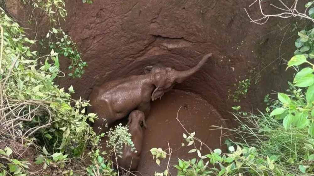कुएं में फंसे दो हाथियों को बचाने के लिए वन विभाग ने शुरू किया रेस्क्यू ऑपरेशन