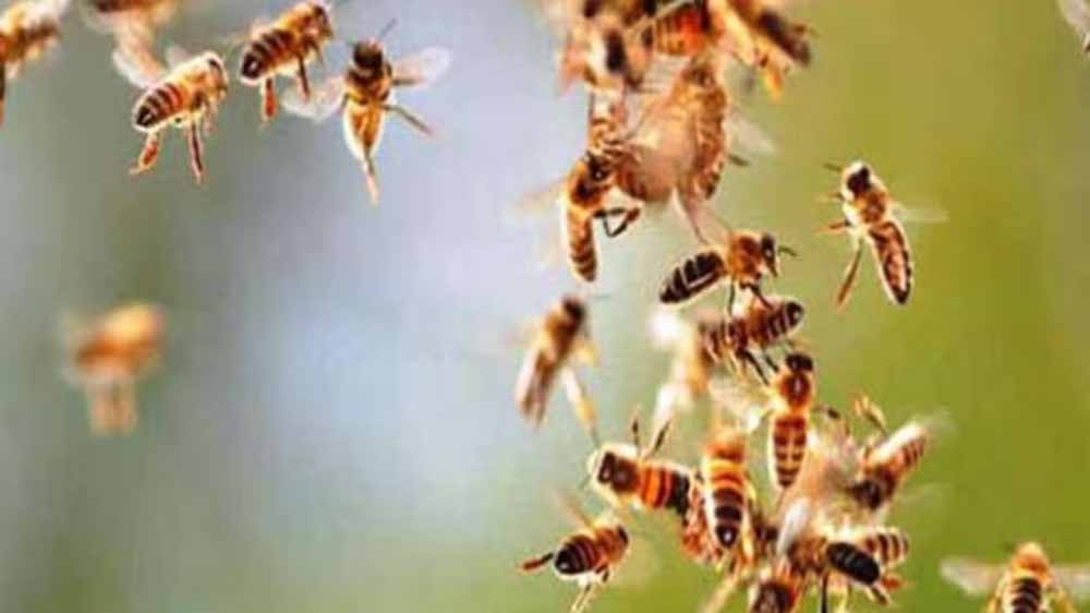 BSP माइंस में मधुमक्खियों का हमला: 11 कर्मचारी घायल