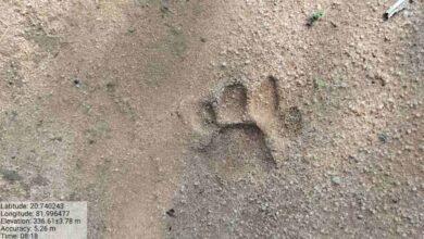 गरियाबंद में बाघ की दस्तक! पांडुका रेंज में मिले पंजे के निशान, वन विभाग ने जारी किया हाई अलर्ट