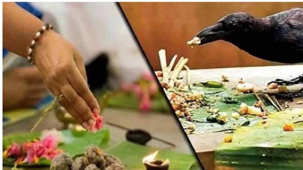 श्राद्ध में कौवे ने नहीं लिया भोग? जानें पंचबलि भोग का महत्व और सही तरीका