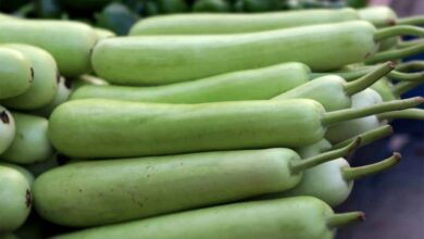 लौकी खाने से पहले सोच लें! इन 5 लोगों को हो सकता है बड़ा नुकसान