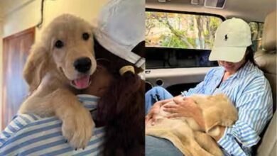 तृप्ति डिमरी के घर गूँजी किलकारियाँ? एक्ट्रेस ने शेयर किया नया पोस्ट