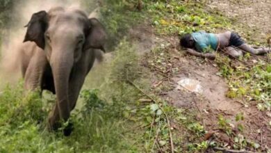 खेत से लौट रहे ग्रामीण पर हाथी का हमला, सूंड से पटककर मौत