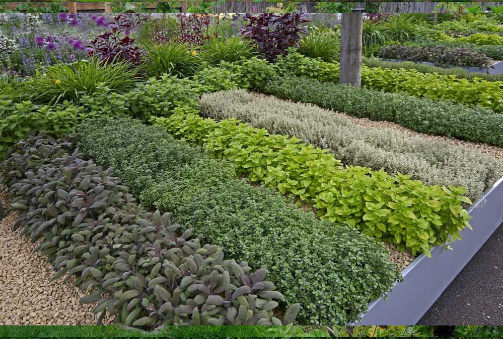 MP के स्कूल-कॉलेजों में बनेगा हर्बल गार्डन, आयुर्वेदिक कॉलेजों की होगी अहम भूमिका MP के स्कूल-कॉलेजों में बनेगा हर्बल गार्डन, आयुर्वेदिक कॉलेजों की होगी अहम भूमिका