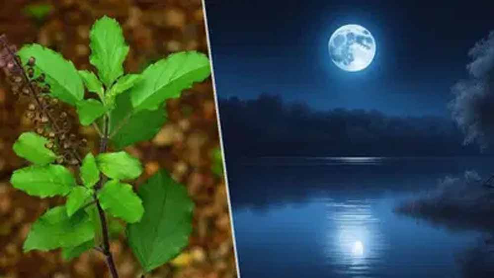 भाद्रपद पूर्णिमा पर करें तुलसी के खास उपाय, हर संकट होगा दूर