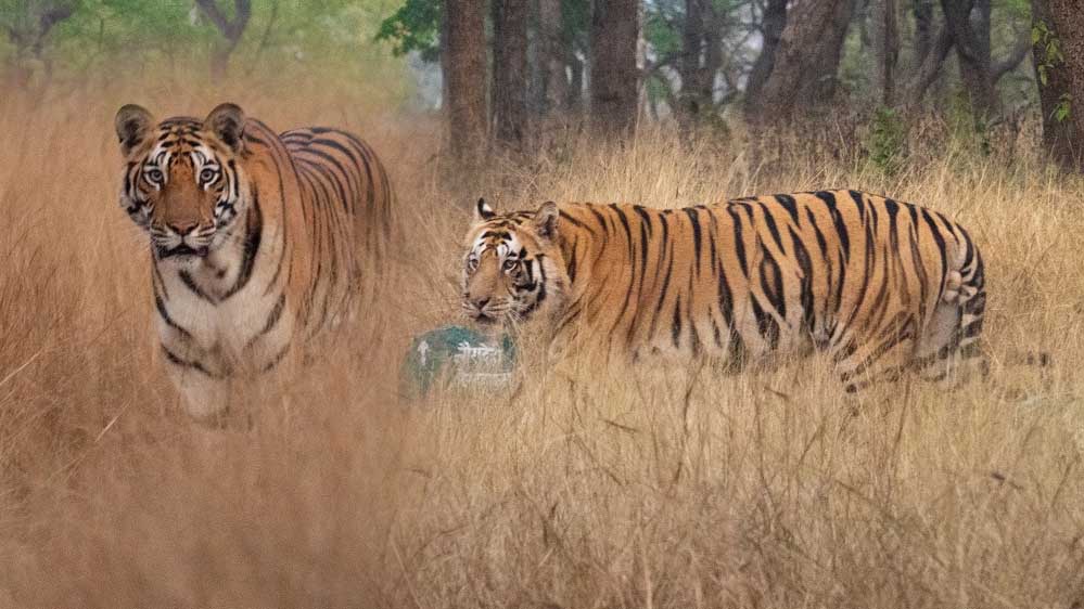 MP में बन रहा बाघों के लिए सुरक्षित कॉरिडोर, नौरादेही से बांधवगढ़ तक जुड़ेंगे 4 टाइगर रिजर्व