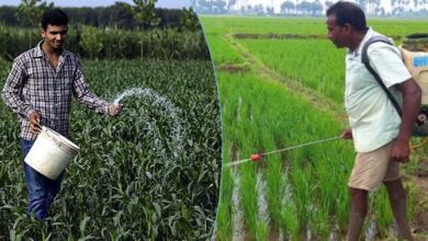 MP में खेती का रकबा घटा, लेकिन रासायनिक खाद की खपत पहुंची रिकॉर्ड स्तर पर