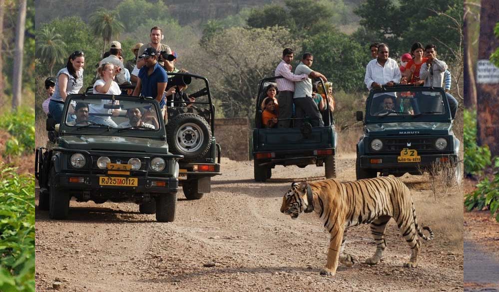 जंगल सफारी की बुकिंग शुरू, कान्हा नेशनल पार्क फुल; सतपुड़ा में नए वाहनों के साथ सैर-सपाटा संभव
