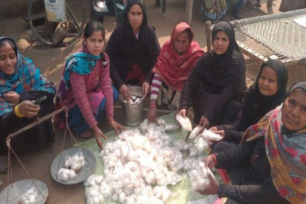 शाहजहांपुर की नेहा कश्यप ने मशरूम खेती से रचा स्वावलंबन का कीर्तिमान