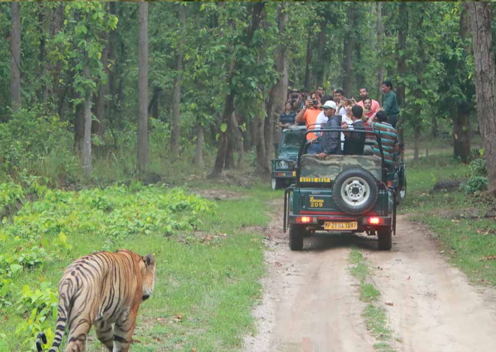 कान्हा नेशनल पार्क: अब बिना वेटिंग होगी टाइगर सफारी, खुला नया गेट