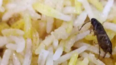 अम्बिकापुर : रेस्टोरेंट की बिरयानी में निकला कॉकरोच, खाद्य एवं औषधि विभाग ने की कार्यवाही अम्बिकापुर : रेस्टोरेंट की बिरयानी में निकला कॉकरोच, खाद्य एवं औषधि विभाग ने की कार्यवाही