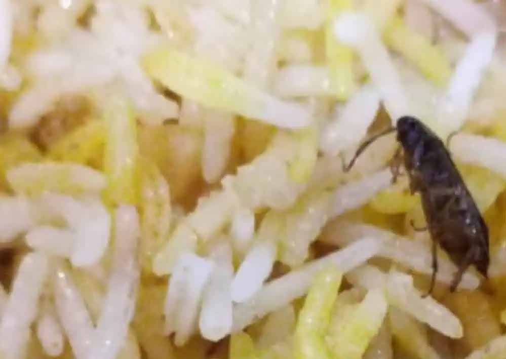 अम्बिकापुर : रेस्टोरेंट की बिरयानी में निकला कॉकरोच, खाद्य एवं औषधि विभाग ने की कार्यवाही