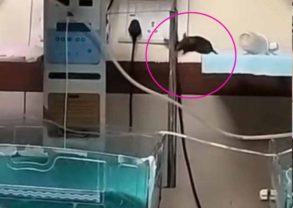 इंदौर: नवजात बच्चों को चूहों ने कुतर दिया, NICU में भयावह हालात