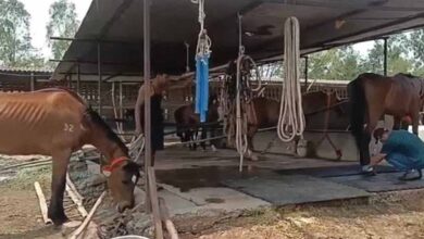 जबलपुर: 19 घोड़ों की मौत, मालिक और हैदराबाद कंपनी पर पशु क्रूरता का केस