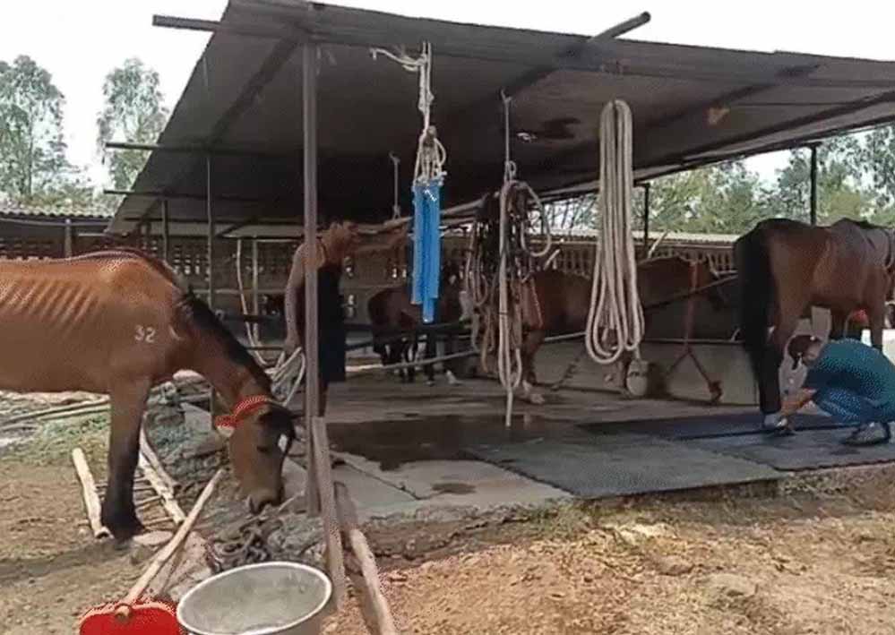 जबलपुर: 19 घोड़ों की मौत, मालिक और हैदराबाद कंपनी पर पशु क्रूरता का केस