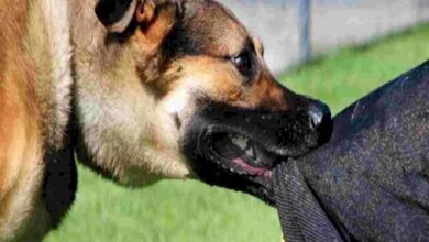 हमीदिया-जेपी अस्पताल में 12,078 जानवर काटने के केस, 90% रेबीज खतरा; वैक्सीन जरूरी