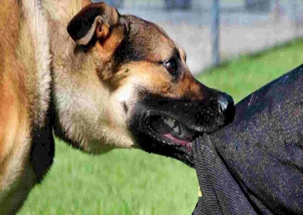 हमीदिया-जेपी अस्पताल में 12,078 जानवर काटने के केस, 90% रेबीज खतरा; वैक्सीन जरूरी हमीदिया-जेपी अस्पताल में 12,078 जानवर काटने के केस, 90% रेबीज खतरा; वैक्सीन जरूरी