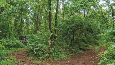 सेवा पर्व को ‘स्वच्छ उत्सव’ के रूप में भी मनाएगा वन विभाग