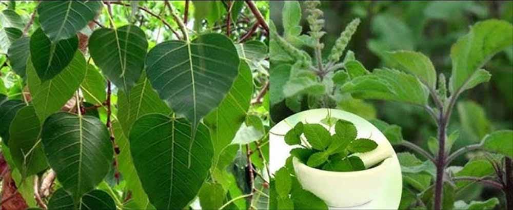 पितृपक्ष में इन पौधों का घर में होना क्यों है खास?