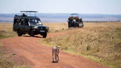 कूनो में खुलेंगे पर्यटकों के लिए गेट, MP में जल्द शुरू होगी चीता सफारी