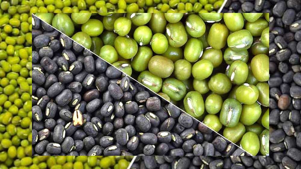 जबलपुर में मूंग-उड़द खरीद घोटाला, समिति से जुड़े लोगों ने उड़ाए पौने दो करोड़