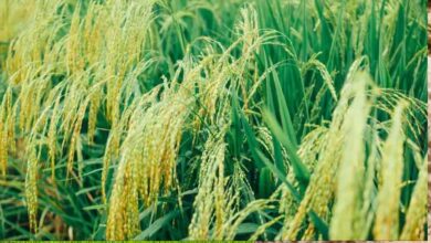 बालाघाट के चावल की विदेशी धूम, IR-64 और IR-36 से बने मोटे पारबॉइल्ड राइस की सात समंदर पार है डिमांड