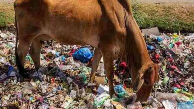 हैरान करने वाला मामला: गाय के पेट से निकले 28 किलो प्लास्टिक, 41 कीलें और अजीब चीजें!