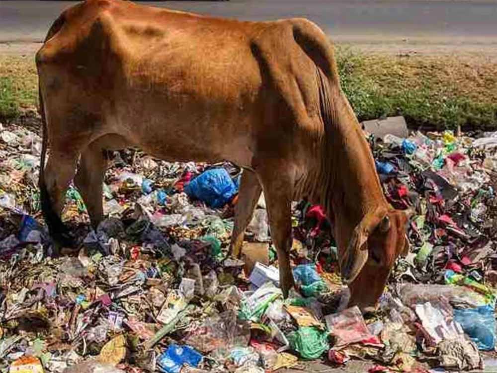 हैरान करने वाला मामला: गाय के पेट से निकले 28 किलो प्लास्टिक, 41 कीलें और अजीब चीजें! हैरान करने वाला मामला: गाय के पेट से निकले 28 किलो प्लास्टिक, 41 कीलें और अजीब चीजें!