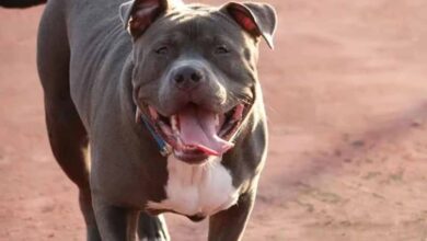 पड़ोसन से मिलने गई महिला पर पिटबुल का हमला, जबड़े में फंसा हाथ – CCTV फुटेज वायरल