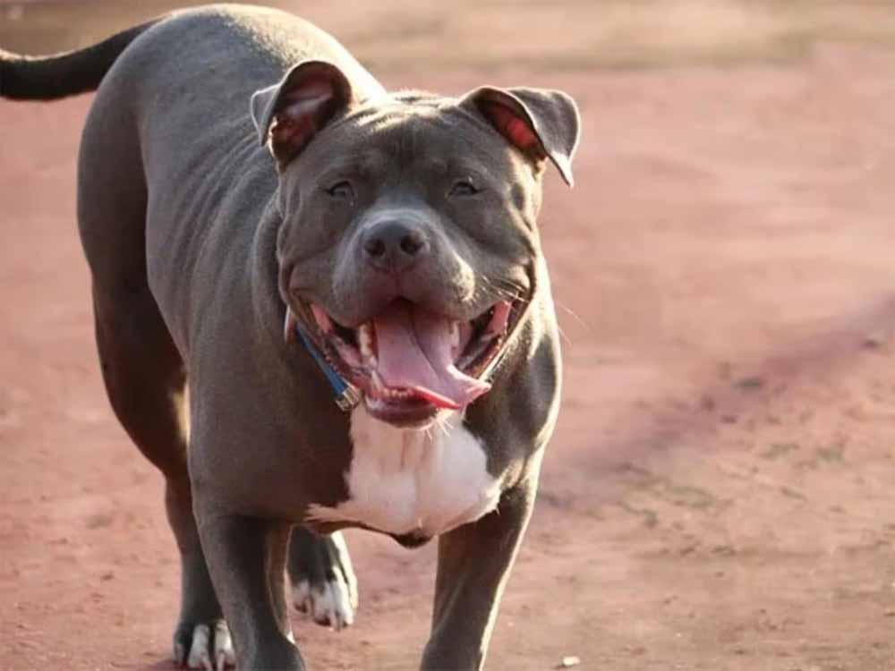 पड़ोसन से मिलने गई महिला पर पिटबुल का हमला, जबड़े में फंसा हाथ – CCTV फुटेज वायरल