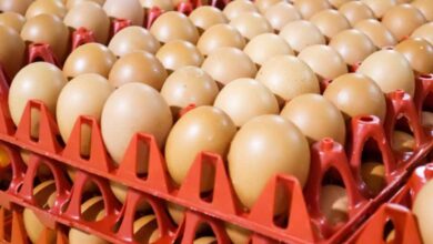 अमेरिका की नाकामी: रूस को पंगु बनाने की कोशिश में खुद पड़ गया फंसा, अब अंडे खरीदने को मजबूर