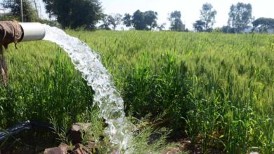 रबी सीजन में निर्बाध एवं गुणवत्तापूर्ण विद्युत आपूर्ति की व्यवस्था रबी सीजन में निर्बाध एवं गुणवत्तापूर्ण विद्युत आपूर्ति की व्यवस्था