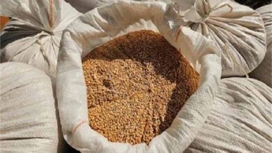 पाकिस्तान में बाढ़ के बाद भूख का संकट: पंजाब ने रोकी गेहूं की सप्लाई, KP में दाम 68% तक बढ़े