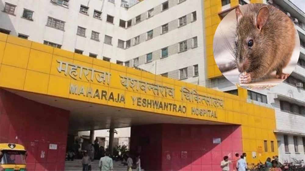 इंदौर MY अस्पताल में दो नवजातों पर चूहों का हमला, पहले भी हो चुकी ऐसी घटनाएं