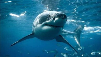 सिडनी का समुद्र तट खौफनाक बन गया: शार्क हमले में लॉन्ग रीफ बीच पर सर्फर की मौत सिडनी का समुद्र तट खौफनाक बन गया: शार्क हमले में लॉन्ग रीफ बीच पर सर्फर की मौत