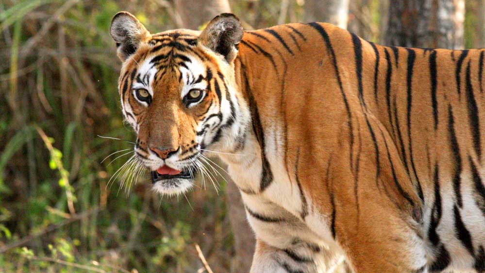 ऑल इंडिया टाइगर एस्टीमेशन वन्यजीव सर्वेक्षण की कार्यशाला