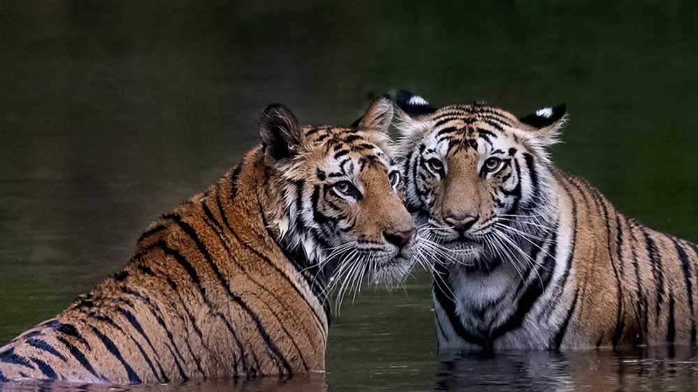 मध्यप्रदेश के बाघों की बढ़ी मांग, राजस्थान, छत्तीसगढ़ और ओडिशा के जंगलों में ट्रांसलोकेशन शुरू