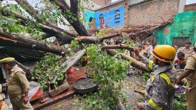 लखनऊ में बारिश का कहर: भारी पेड़ गिरा, 1 की मौत, कई घायल, डिप्टी सीएम现场 पहुंचे