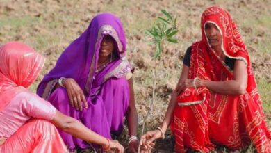पौधे लगाने का काम शुरू: सिंगरौली, खंडवा, रायसेन और देवास में लक्ष्य से अधिक स्वीकृति