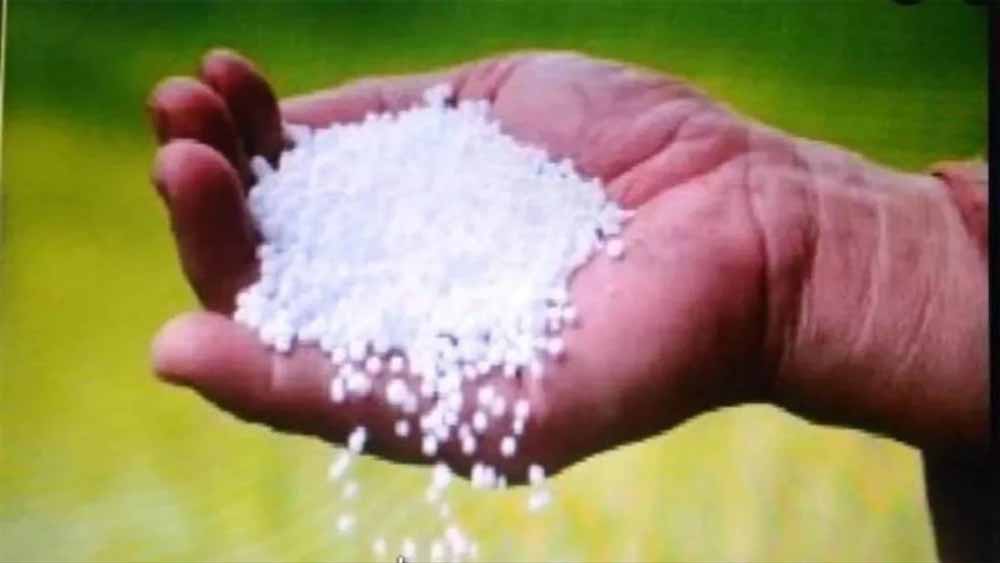 MP में धान बोआई बढ़ी, यूरिया संकट गहराया: खाद के लिए कतारों में किसान MP में धान बोआई बढ़ी, यूरिया संकट गहराया: खाद के लिए कतारों में किसान
