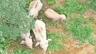 कोरबा में हाथियों का कहर: 61 जंगली हाथियों ने मचाई तबाही, 32 किसानों की फसल चौपट कोरबा में हाथियों का कहर: 61 जंगली हाथियों ने मचाई तबाही, 32 किसानों की फसल चौपट