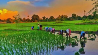 कृषि के क्षेत्र में मध्यप्रदेश स्थापित कर रहा है नये कीर्तिमान