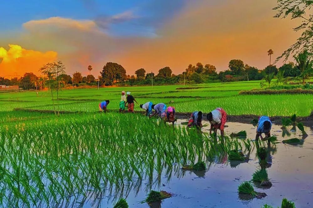 कृषि के क्षेत्र में मध्यप्रदेश स्थापित कर रहा है नये कीर्तिमान