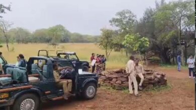 MP के पन्ना टाइगर रिजर्व के गेट 3 महीने बाद खुले, सफारी का रोमांच आज से शुरू