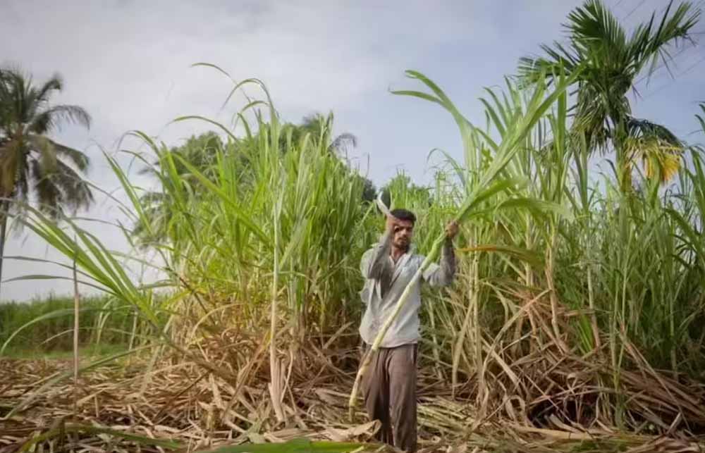 दीपावली से पहले किसानों के चेहरे खिले, गन्ना उत्पादकों को 5.98 करोड़ का तोहफा